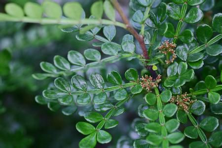 胡椒木盆景养殖方法视频