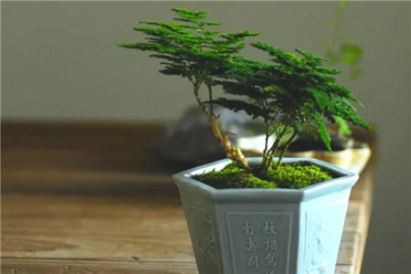 文竹适合的生长的配土