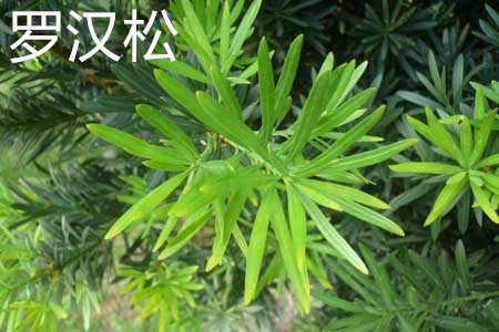 竹柏可以嫁接罗汉松吗