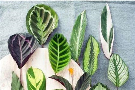 竹芋的养护及注意事项