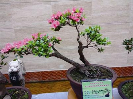 贴梗海棠什么花序