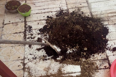 酢浆草的作用和功效