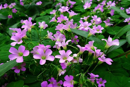 酢浆草的作用和功效