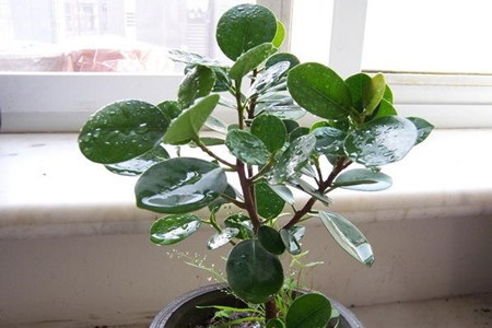 橡皮树的摆放位置方位