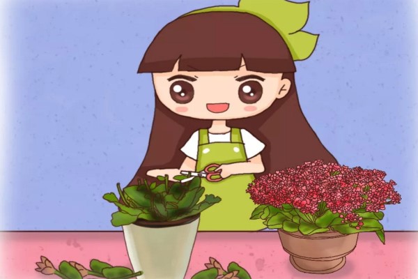 长寿蟹爪兰…开花后剪1刀养1盆旺1盆想咋开就咋开！(长寿蟹爪兰的栽培)