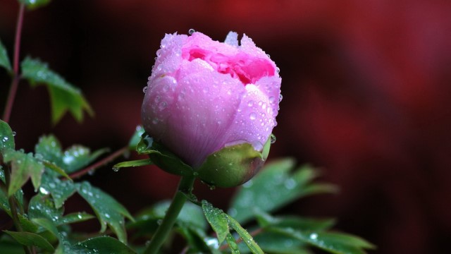 盆栽牡丹花怎么浇水(盆栽牡丹花怎么浇水最好)