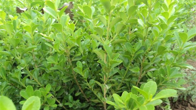 黄杨怎么浇水(发财树怎么浇水)