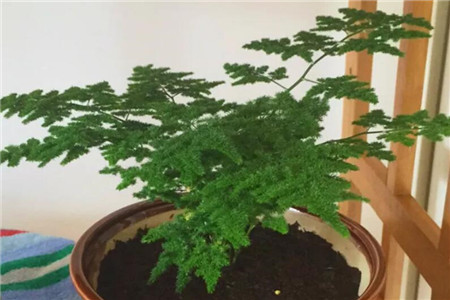 文竹适合的生长的配土