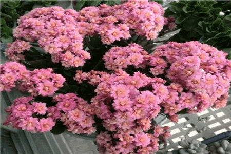 长寿蟹爪兰的栽培