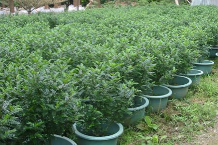 胡椒木盆景养殖方法视频