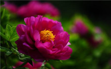 盆栽牡丹花怎么浇水最好