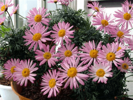 玛格丽特如何施肥