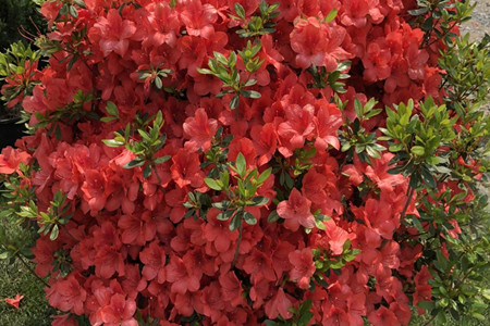 杜鹃花是什么季节开的?