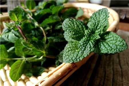 薄荷怎么扦插繁殖方法