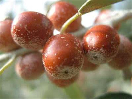 甘肃沙枣的功效与作用