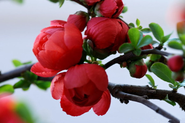 贴梗海棠的花期调控(贴梗海棠什么花序)