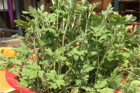 艾草怎么用最好