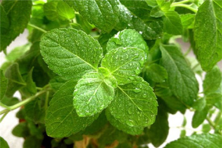 薄荷怎么扦插繁殖方法