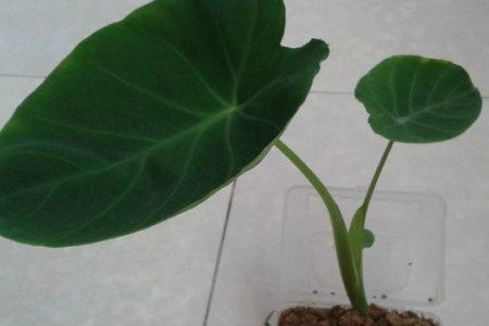 盆栽芋头能活几年啊