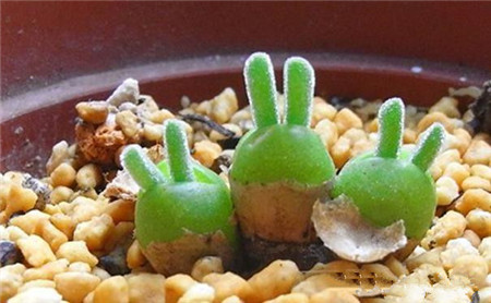 碧光环会开花吗