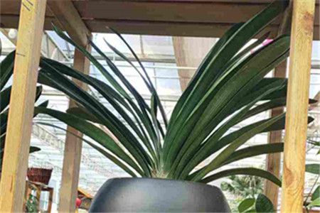 君子兰小苗快速生长