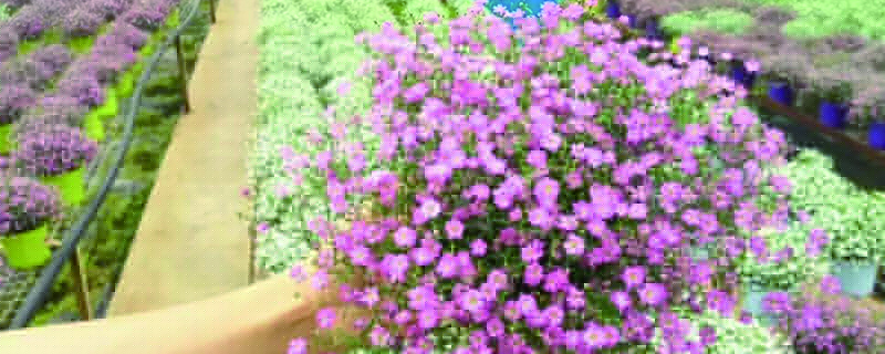 满天星适合送女朋友吗(满天星适不适合送女朋友)