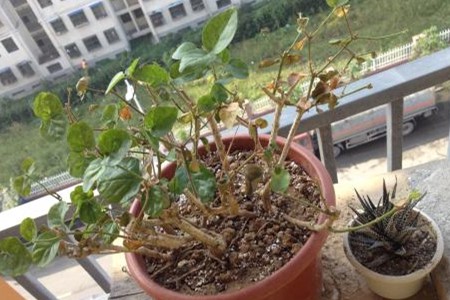 茉莉枯死的枝条还能发芽吗