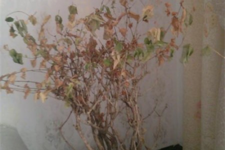 茉莉枯死的枝条还能发芽吗