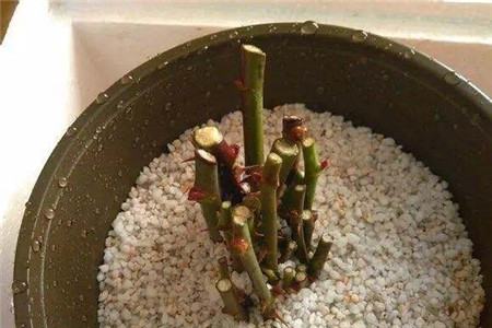 扦插对土壤有什么要求