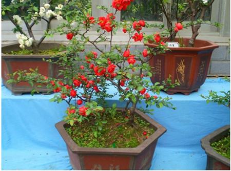 贴梗海棠什么花序