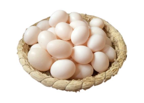 鸽子蛋和鸡蛋相比