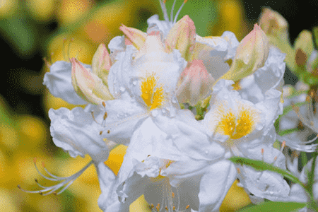 杜鹃花是什么季节开的?