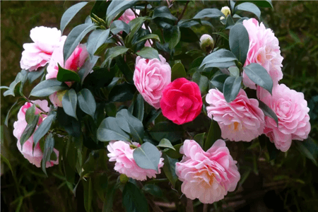 长寿蟹爪兰的栽培