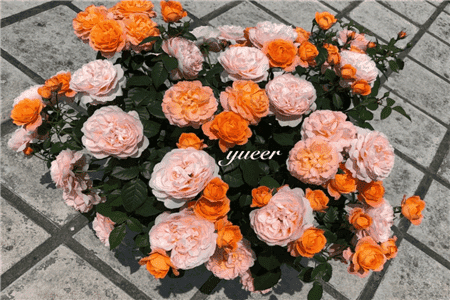 长寿蟹爪兰的栽培