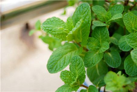薄荷幼苗怎么养