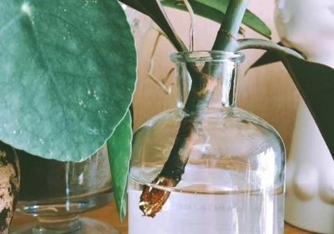 生根剂不用买学会这些多蔫的枝条插个根就能活(生根剂什么原理)