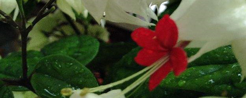 阳台如何养龙吐珠需要注意什么(养龙吐珠花注意些什么)