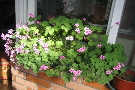 酢浆草的作用和功效