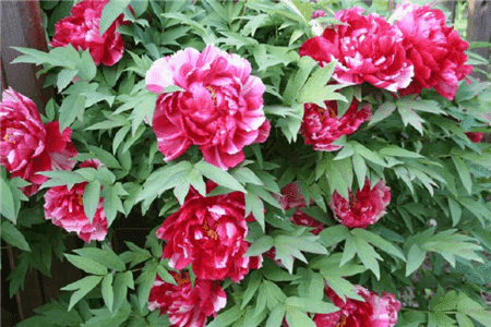 哪些花可以美容养颜