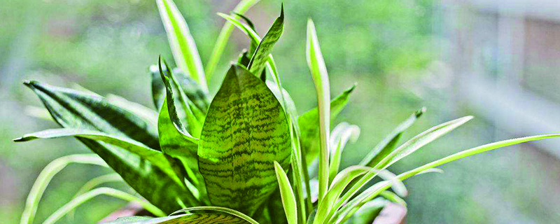 虎皮兰如何换盆(虎皮兰如何换盆土)