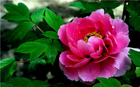 盆栽牡丹花怎么浇水最好