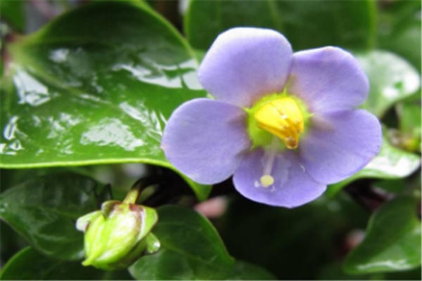 紫芳草的繁殖方法(紫芳草怎么扦插)