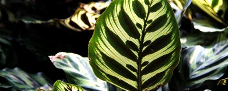 竹芋怎么养长的好(竹芋的养护及注意事项)