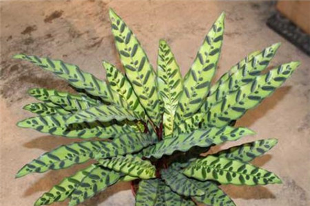 竹芋的养护及注意事项