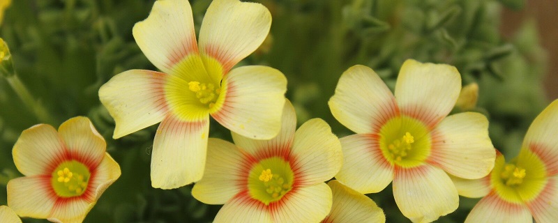 酢浆草的养殖方法和注意事项大全(酢浆草的作用和功效)