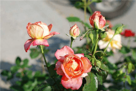 哪些花可以美容养颜