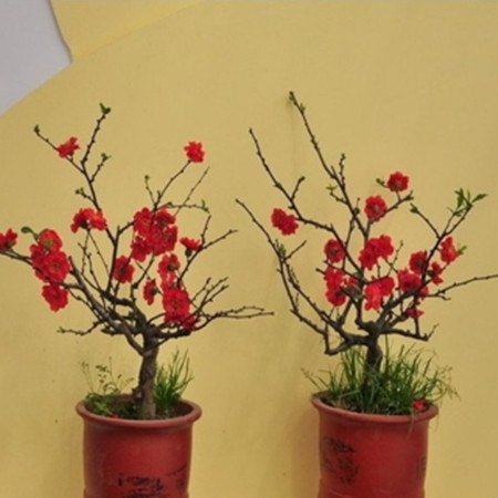 贴梗海棠什么花序