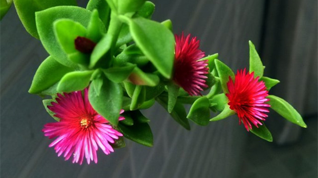 牡丹吊兰不开花怎么办(牡丹吊兰枝叶茂盛不开花怎么办)