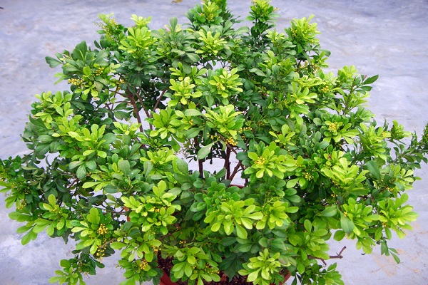 米兰花烂根了怎么办烂根了补救处理方法(米兰花烂叶什么问题)