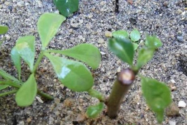 扦插土壤大集合(扦插对土壤有什么要求)